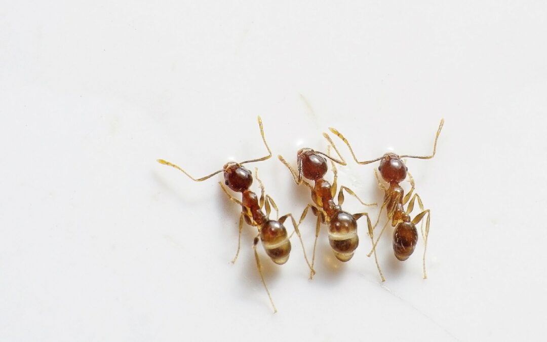 How Ants Can Invade Homes and How to Get Rid Of Them