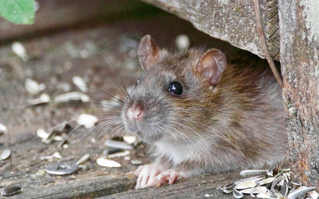 3 Common Pests in Commercial Properties and How to Treat Them