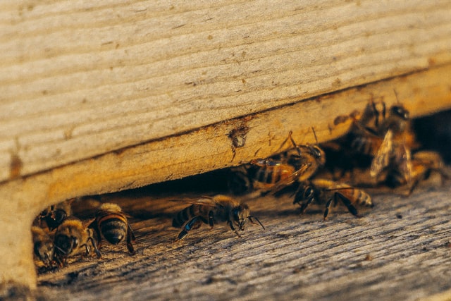 3 Things to Do to Pick the Right Pest Control Company
