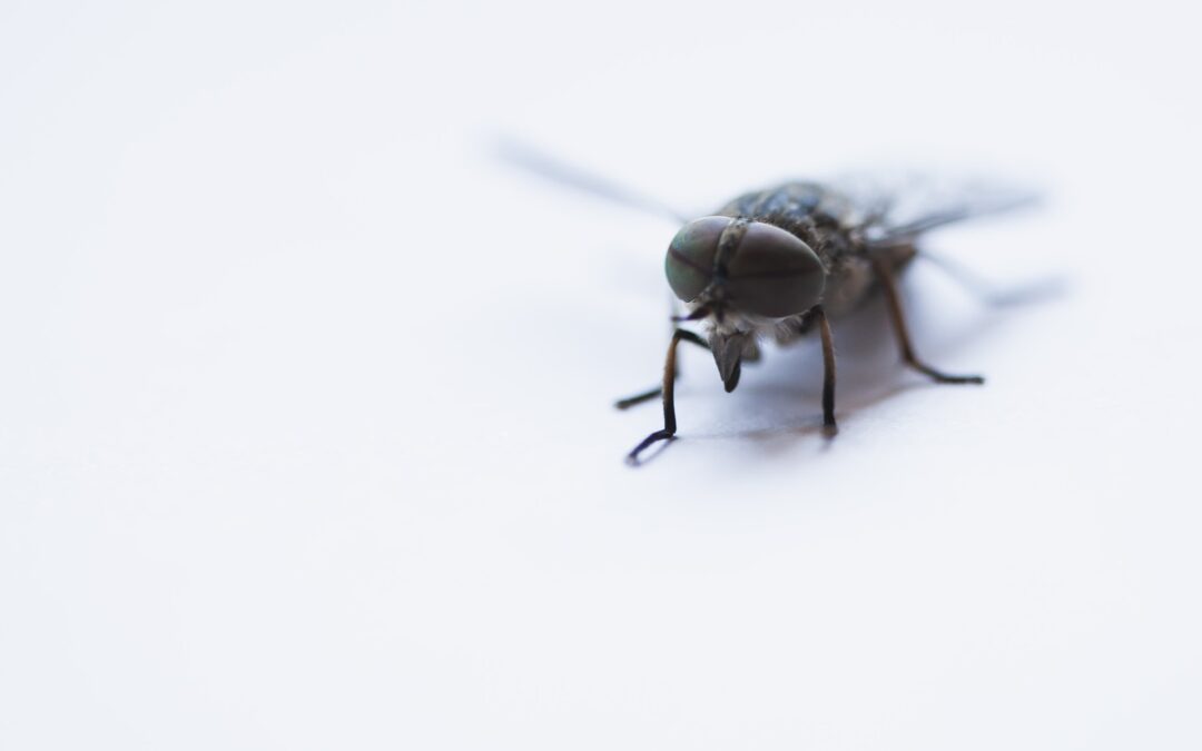 5 Common Pests in the UK to Look Out for During Summer