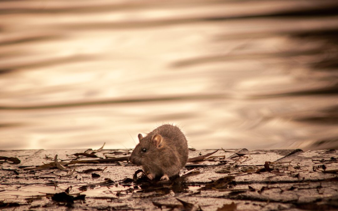 3 Common Pests You Might Encounter at Your Barnsley Home