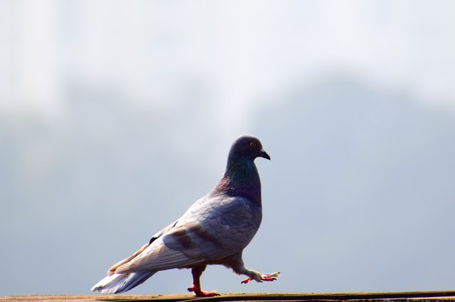 Everything You Need to Know About Pigeon Pest Control