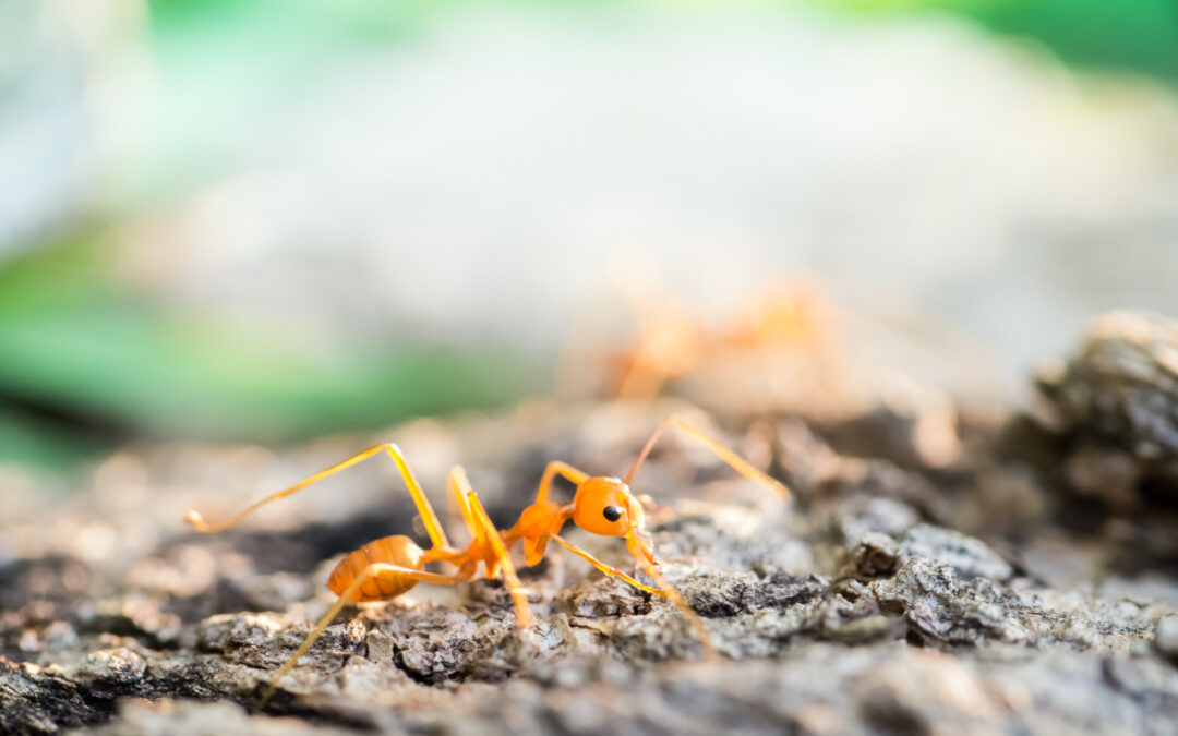 How to Properly Address a Pharaoh Ant Infestation