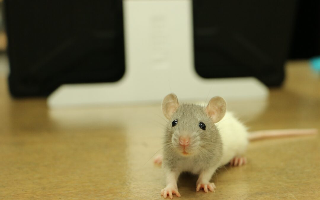 Risks and Damage That Rats and Mice Cause in Your Home