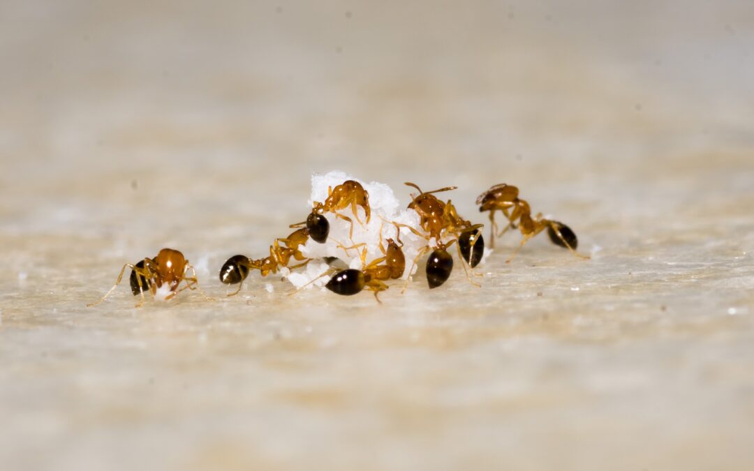 Pest Ant Control Services: Everything You Need to Know