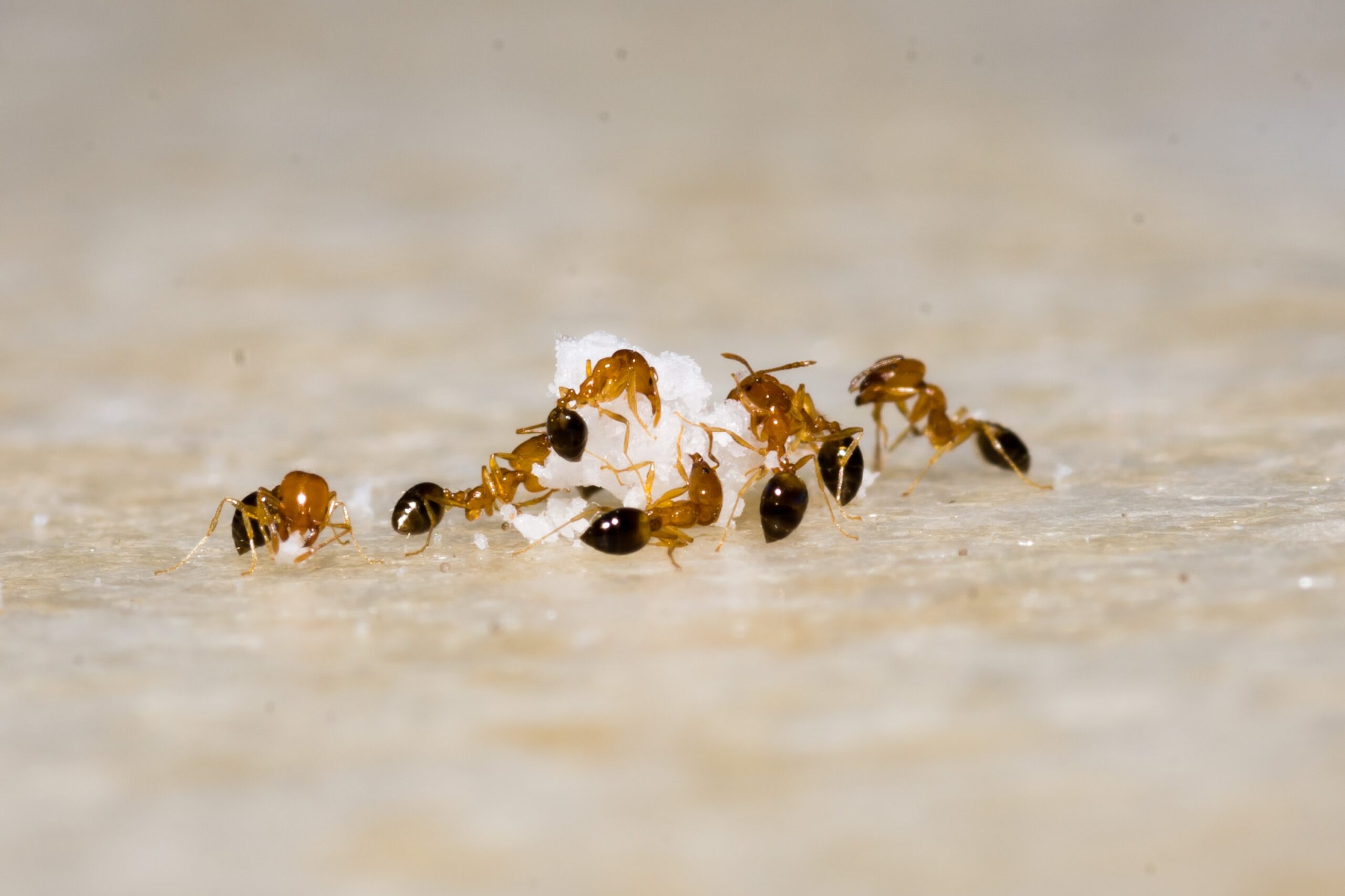 Ants