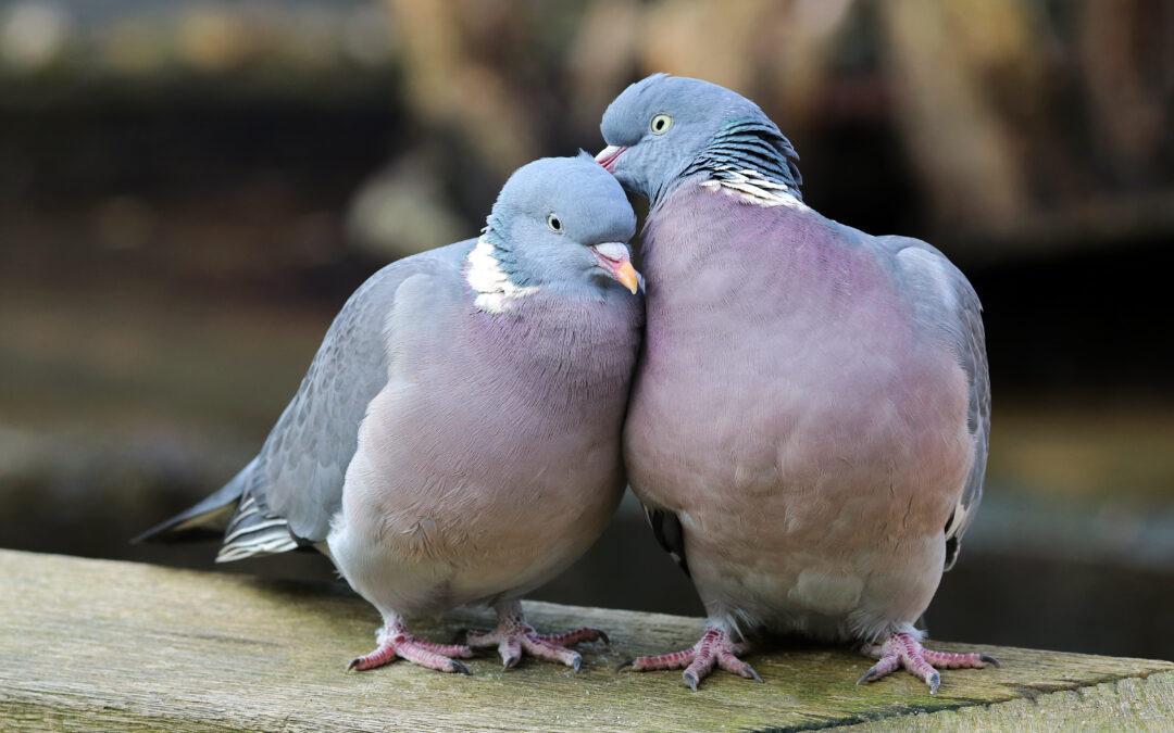 All About Pest Control: Do Pigeons Carry Diseases?
