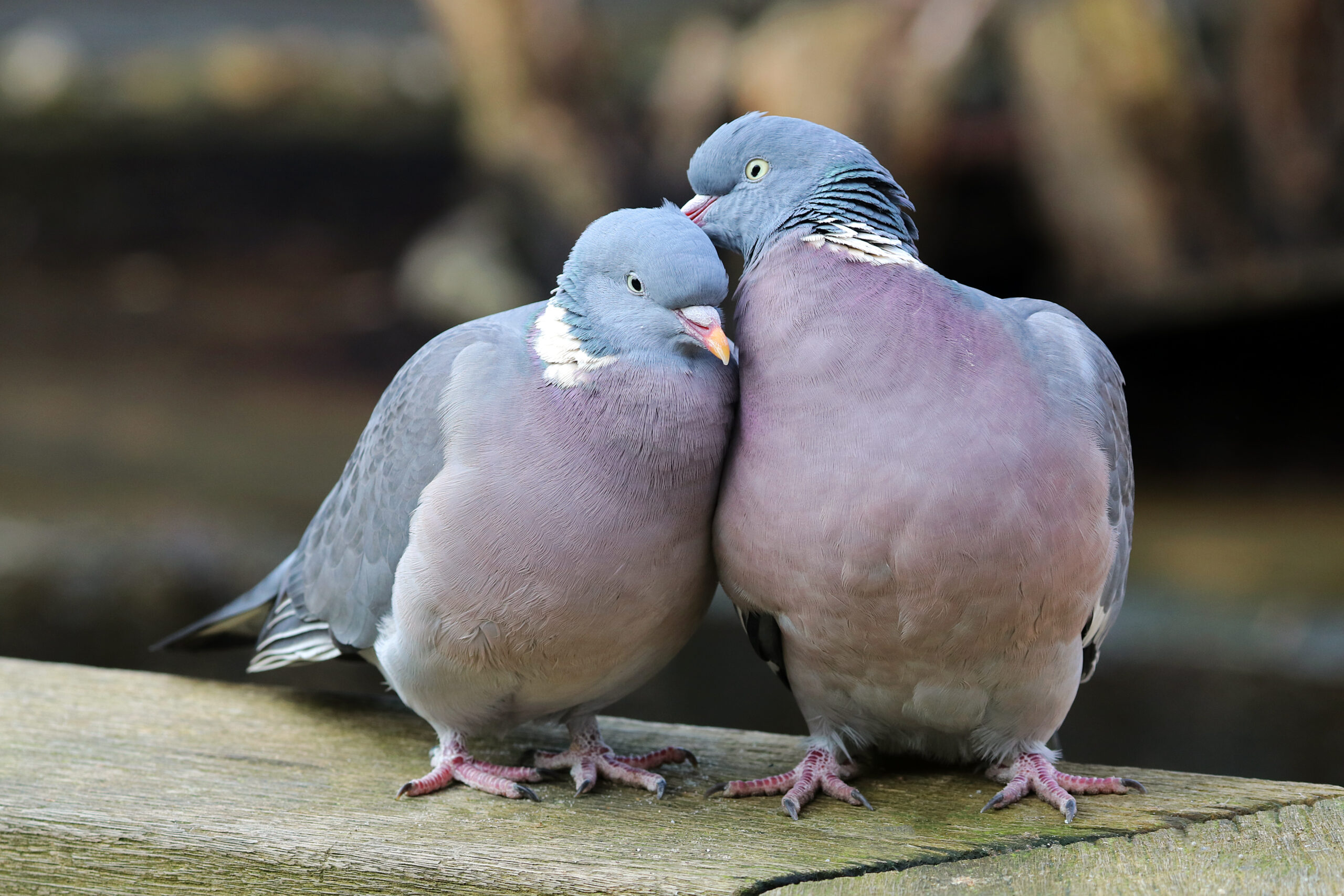 Wood pigeons in love