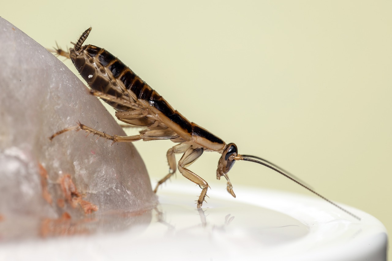 cockroach