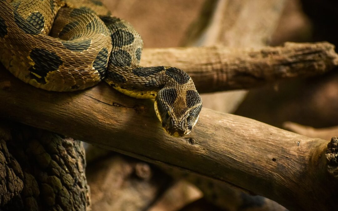 7 Possible Pests That Might Be Living Rent-Free in Your Home